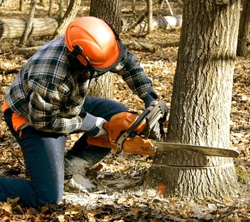 Tree Removal in Mcrae Helena, GA